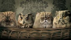 Tapeta Annimals 156.jpg